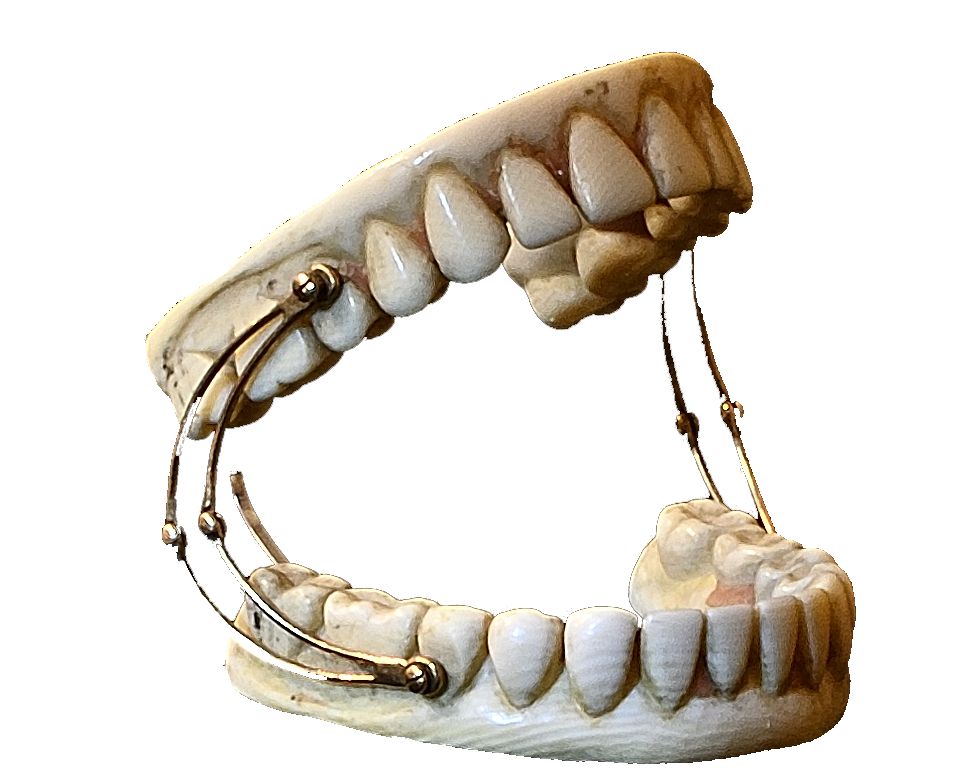 Elfenbeingebiss Elfenbeingebiss